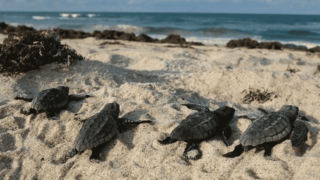 Help sea turtles survive: Florida FWC offers tips on helping hatchlings