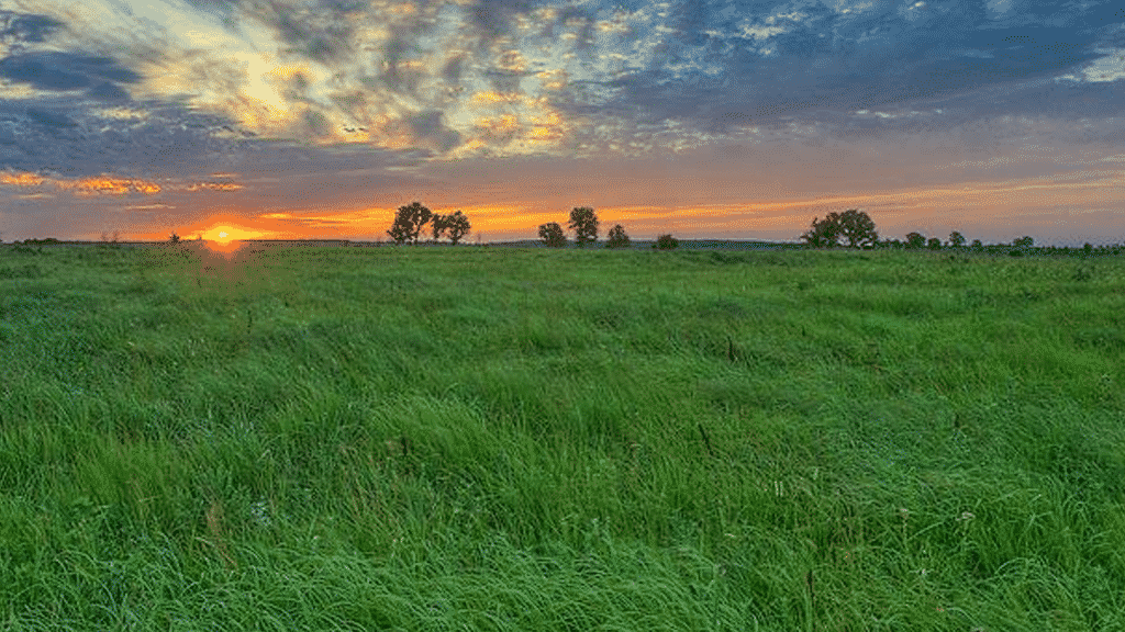 Oklahoma: Landowners Can Play it SAFE to Aid Bobwhites, Monarchs