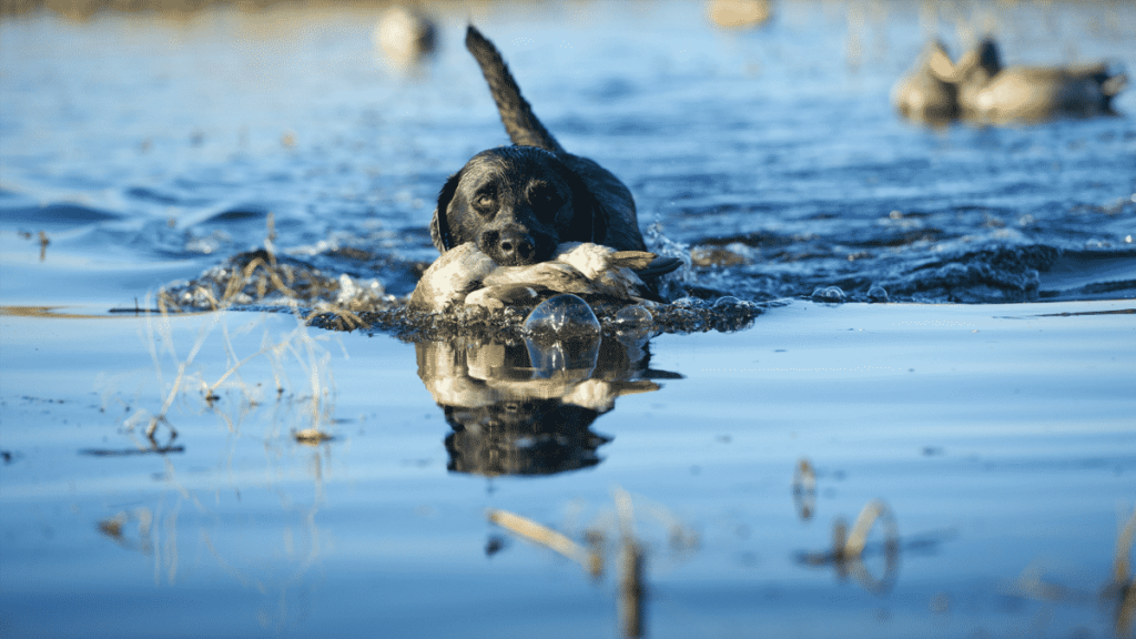 Oklahoma: Extra Waterfowl Hunting Days Set for Youths, Veterans, Active Military