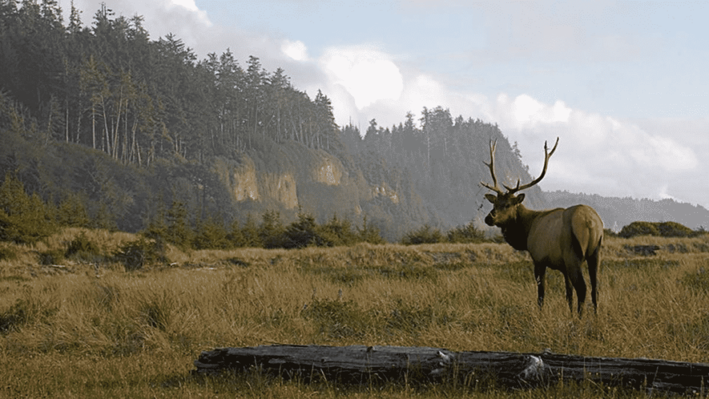 California Granted $6.6 Million to Benefit Elk, Research