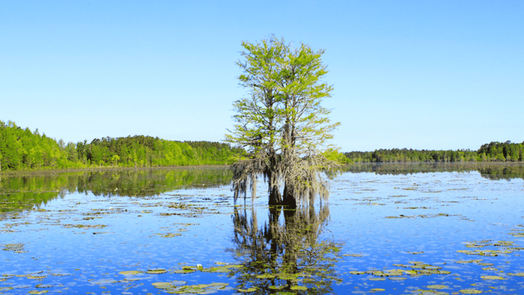 Bassmaster Elite At Santee Cooper May Present Interesting Seasonal Challenges